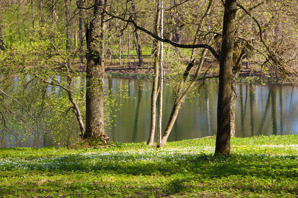 Tavaszi napsütésben park - Fotó, kép