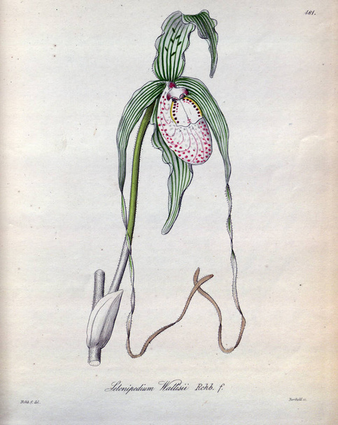 Illustratie van een plant. Retro foto - Foto, afbeelding