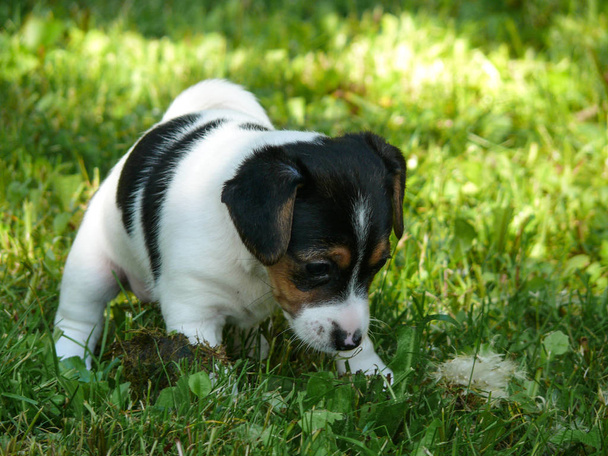 Jack Russell Terrier kiskutya - Fotó, kép