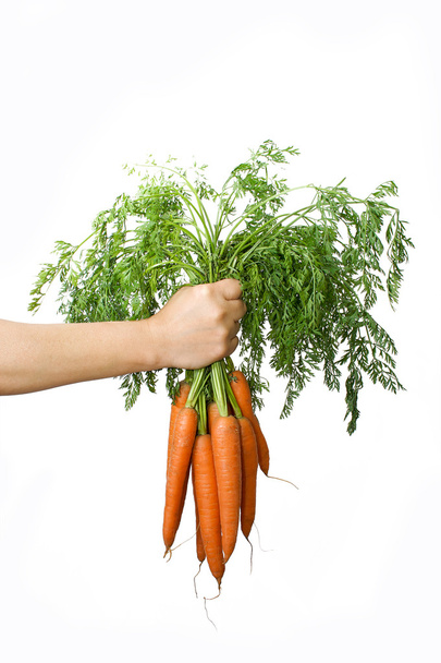 Touffe de carottes à la main
 - Photo, image
