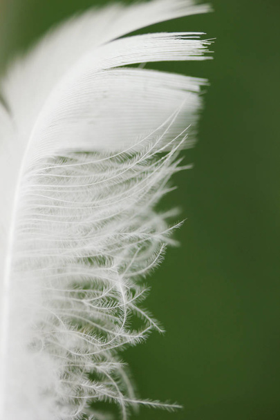 White bird feather background - Photo, Image