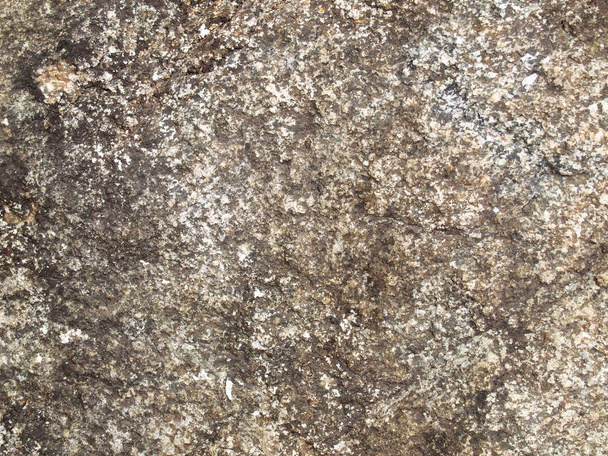 Tree bark texture close up - Фото, зображення