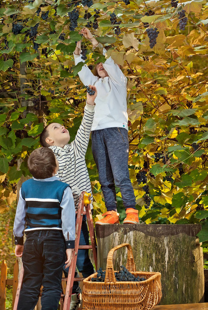 kinderen scheuren de druiven in de mand. verzamelen druiven van een ladder. - Foto, afbeelding
