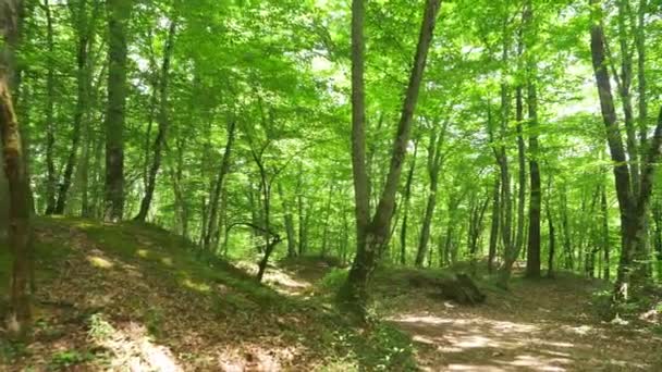 Steadicam atış dağ orman ıslak Yosunlu taş ve ağaç kökleri, görünüm, 4 k, ağır çekim kişisel bakış açısı - Video, Çekim