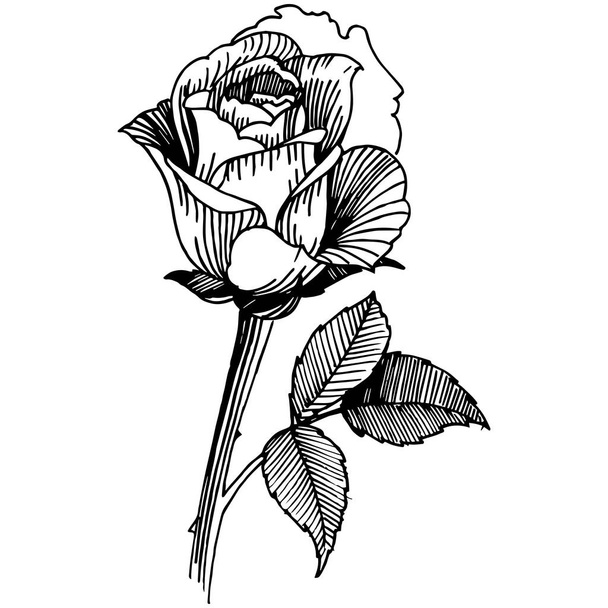 Vector roses. Floral botanical flower. Wild spring leaf wildflower isolated. Vector wildflower for background, texture, wrapper pattern, frame or border. - Vector, Imagen