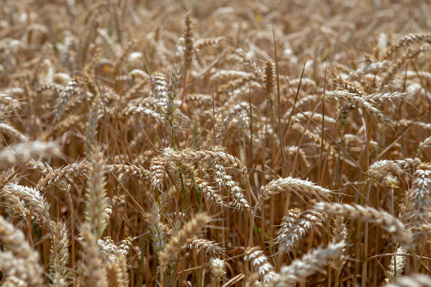 Pšeničné pole před sklizní. Žluté suché uši a stonky pšenice. - Fotografie, Obrázek