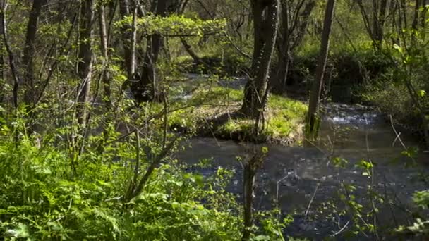 Joki virtaa metsäkanavan läpi. Joki liikkuu nopeasti luonnossa. Timlaps joki metsässä
. - Materiaali, video