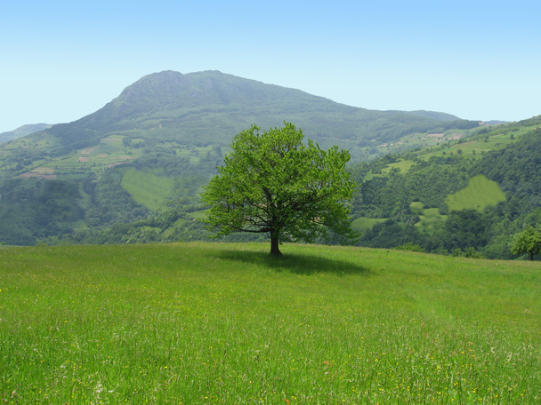 Uma única árvore no prado
 - Foto, Imagem