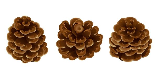 A set of pine / cedar cones in a realistic style for decorations. Christmas. New Year . isolated on white background without shadow. - Photo, Image
