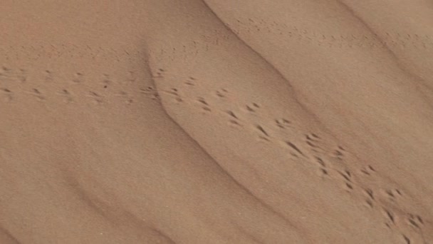 Footprints of animals on sand in Rub al Khali desert at sunrise United Arab Emirates stock footage video - Záběry, video