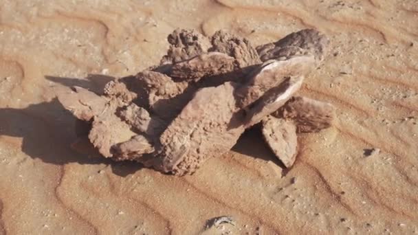 Desert rose is formations of crystal clusters of gypsum or baryte which include abundant sand grains in Rub al Khali desert stock footage video - Záběry, video
