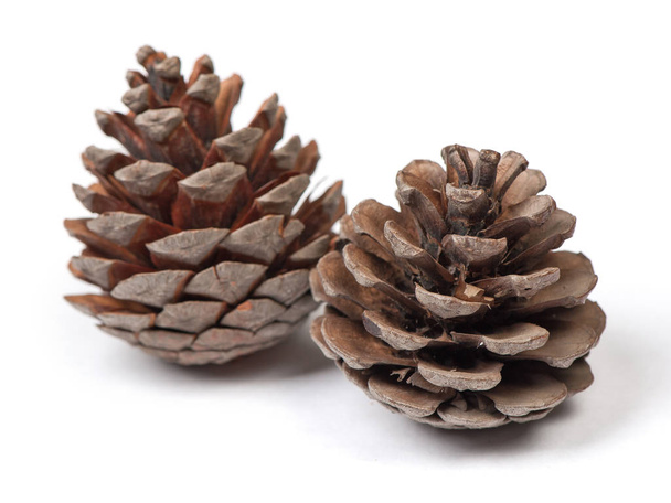 Hermosos conos de pino aislados sobre fondo blanco
 - Foto, imagen