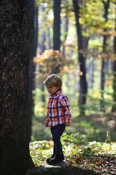 Little prince in fairy tale woods. Child play on fresh air outdoor. Autumn vacation and camping. Activity and active rest for kid. Small boy play in autumn forest. - Fotoğraf, Görsel