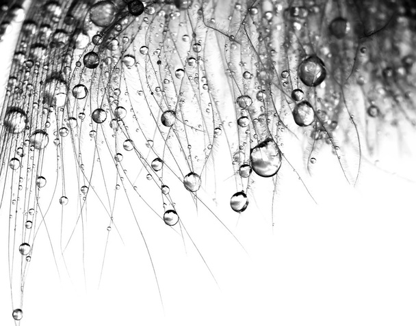 Waterdruppels op veren - Foto, afbeelding