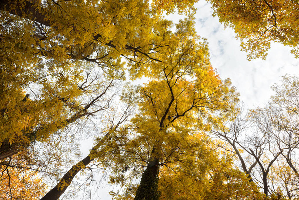 O olhar nas árvores no outono de baixo para cima
 - Foto, Imagem