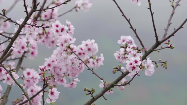 Zwolnionym tempie strzał kwiat wiśni lub Sakura na wietrze - Materiał filmowy, wideo