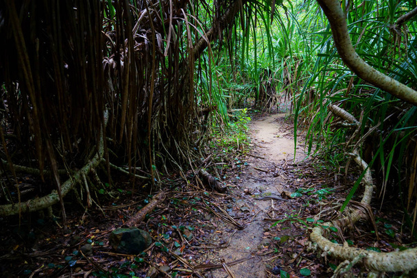 джунглі на острові Комоте
 - Фото, зображення