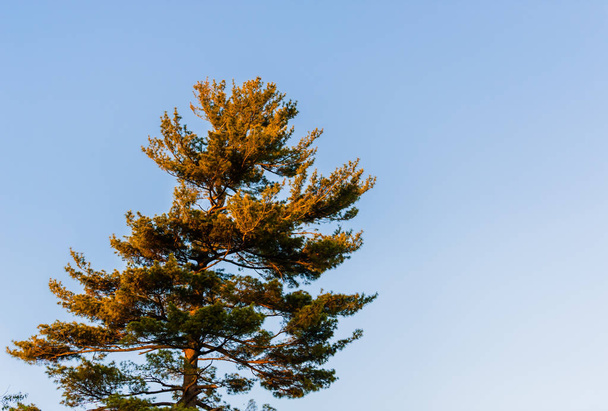 Вечно зеленое дерево, освещаемое оранжевым заходящим солнцем слева, на фоне пустого бледно-голубого неба
. - Фото, изображение