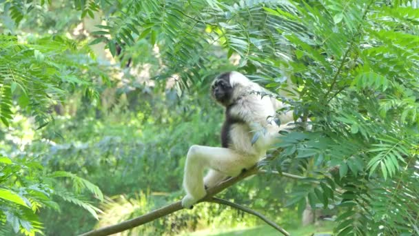 Borneogibbon Gibbon (Hylobates pileatus) op boom in actuele regenwoud. - Video