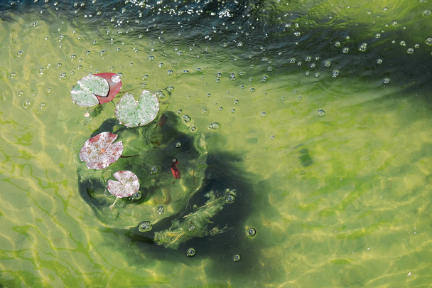 Joli petit étang artificiel avec fontaine grenouille sur le bord et nénuphars. Aménagement paysager
. - Photo, image