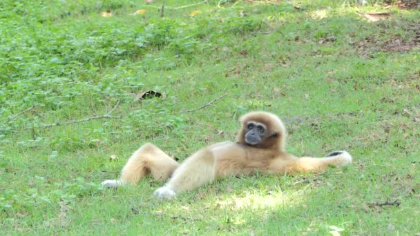 Gibbon à poils blancs (Hylobates lar) se reposer sur vert dans la forêt tropicale tropicale
. - Séquence, vidéo