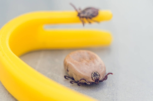Mite crawling on a yellow tweezers for removing ticks. - Foto, imagen