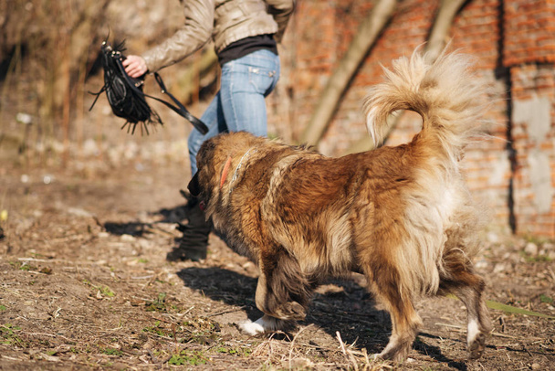 Caucásico pastor perro exterior retrato un magnífico día de primavera
 - Foto, Imagen