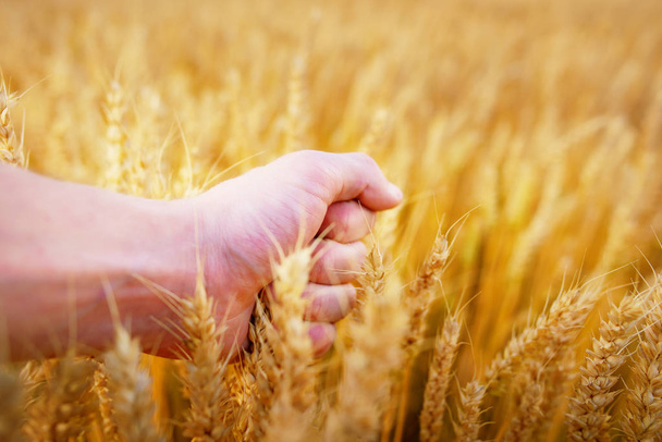 Des oreilles de blé dans la main de l'homme. Champ au coucher du soleil Récolte
 - Photo, image