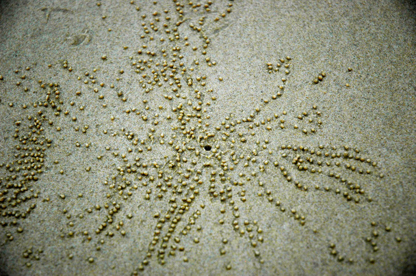 Otvor od zavrtání do pokožky krab je obklopen stovkami koule z písku, vymletém norujících krab. Kuličky vypadají zlatý proti zrnko písku a vyzařovat ven z otvoru ve tvaru hvězdy. - Fotografie, Obrázek