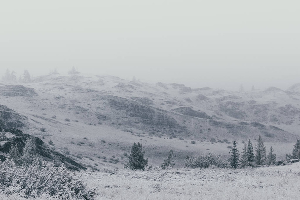 Jodły w górskiej dolinie pod pierwszy śnieg. - Zdjęcie, obraz