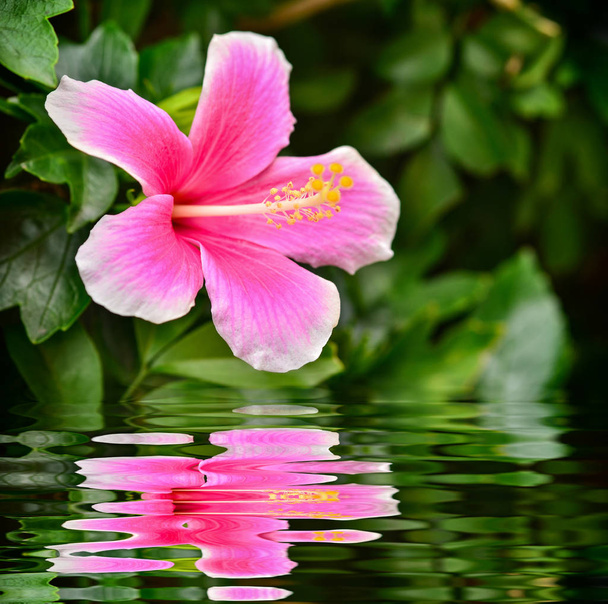 Hibiscus fleurissant dans le jardin avec reflet
 - Photo, image