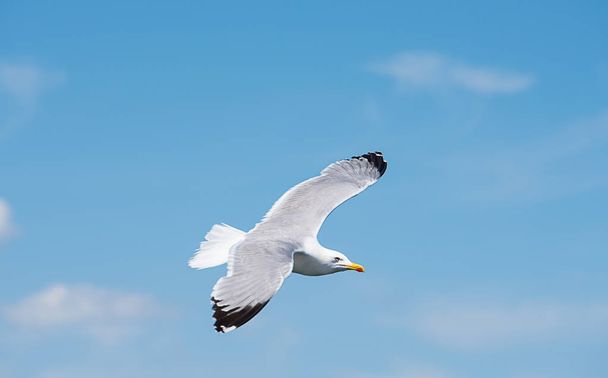 Seagull in flight, sky in the background - Foto, afbeelding