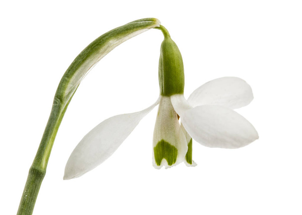 Flor de nevada aislada sobre fondo blanco
 - Foto, imagen