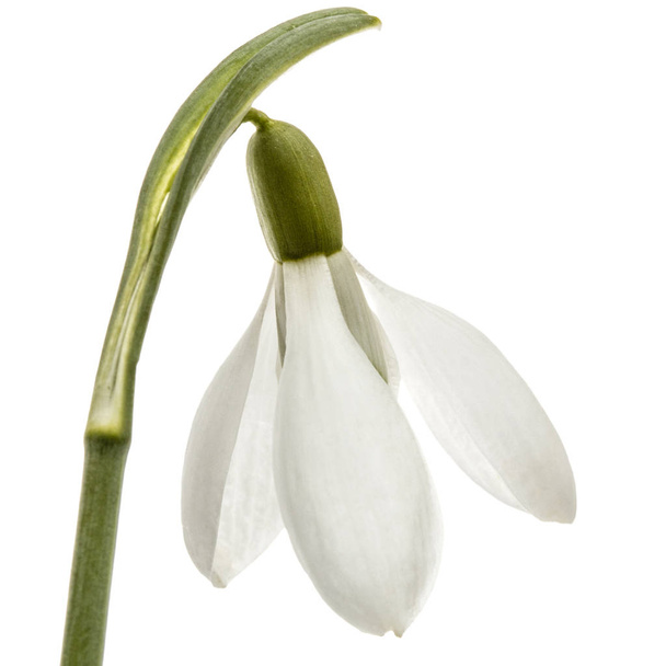 Kwiat na białym tle piękny przebiśnieg - Zdjęcie, obraz