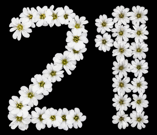arabische Ziffer 21, einundzwanzig, zwanzig, zwei, eins, aus weißen Blüten von Cerastium tomentosum, isoliert auf schwarzem Hintergrund - Foto, Bild