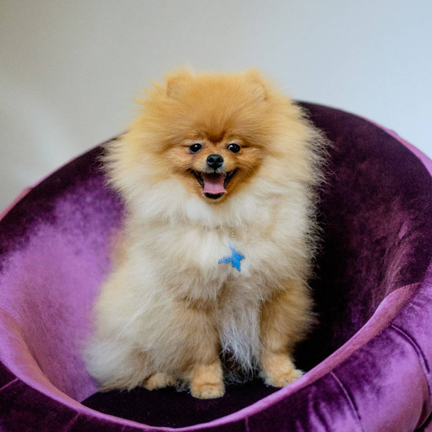 spitz pomeranian σκύλος κάθεται σε ένα μοβ καναπέ - Φωτογραφία, εικόνα