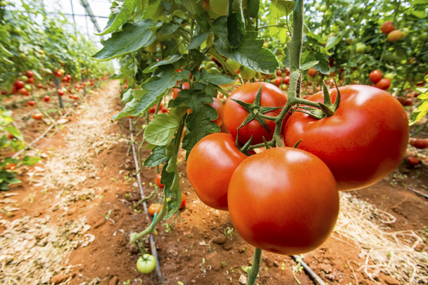 Pole pomidory, cieplarnianych rolnictwa - Zdjęcie, obraz