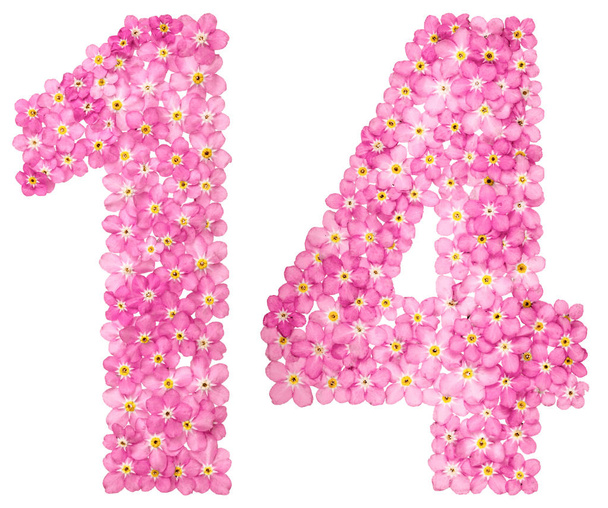 Arabic numeral 14, fourteen, from pink forget-me-not flowers, isolated on white background - Photo, Image