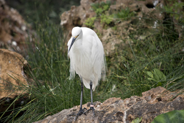the little egret is standing on a rock looking for food - Fotografie, Obrázek
