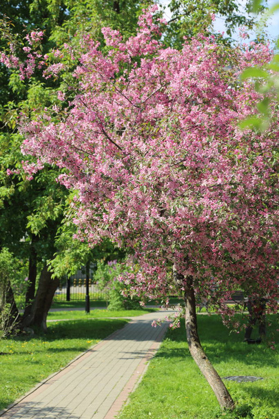 Όμορφη εξωτερική εικόνα της ανθίσει ροζ μηλιάς στο πάρκο ηλιόλουστη, ανοιξιάτικη ημέρα, Μόσχα, Ρωσική Ομοσπονδία. Επιλεγμένο εστίαση. - Φωτογραφία, εικόνα