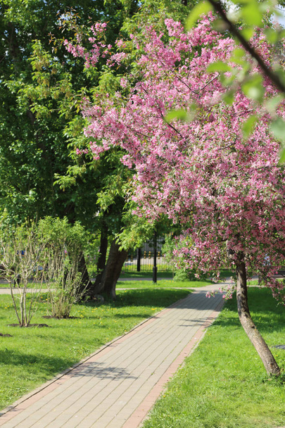 Hermosa imagen al aire libre del manzano rosa en flor en el parque en el soleado día de primavera, Moscú, Federación Rusa. Enfoque seleccionado
. - Foto, Imagen