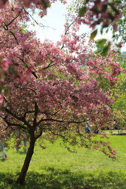 schöne Außenbild der Blüte rosa Apfelbaum im Park bei sonnigem Frühlingstag, Moskau, Russische Föderation. ausgewählter Schwerpunkt. - Foto, Bild