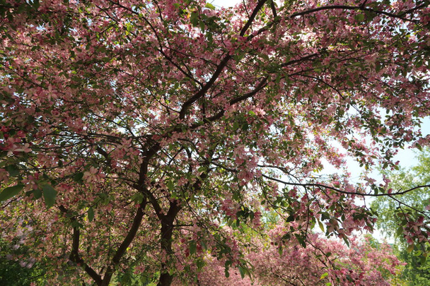 Изображение розовой яблони в парке в солнечный весенний день, Москва, Российская Федерация. Выбранный фокус
. - Фото, изображение