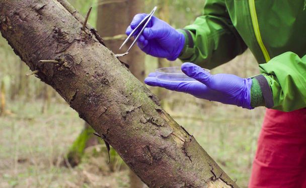 Scientifique écologiste dans la forêt prélever des échantillons de plantes
 - Photo, image