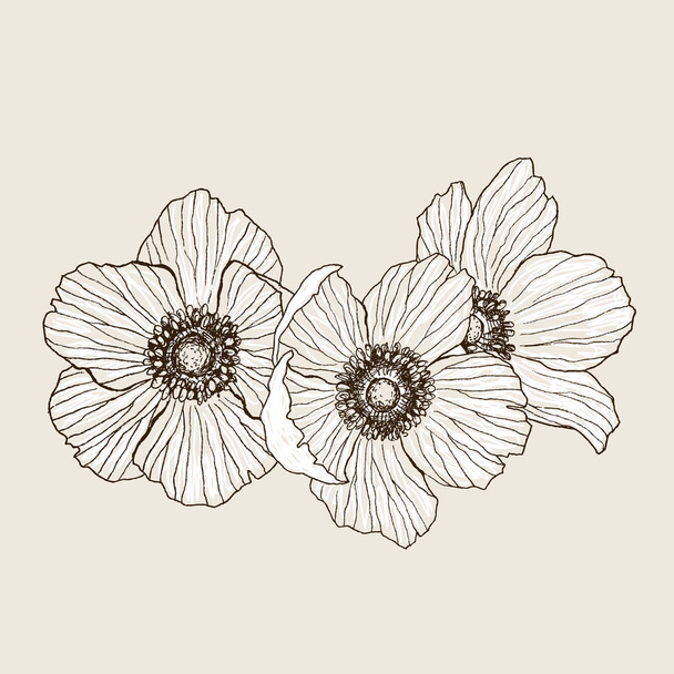 Anemone flower vector drawing bouquet. Isolated wild plant and leaves. Herbal engraved style illustration. Detailed botanical sketch. Flower concept. Botanical concept. - ベクター画像