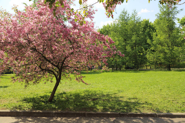 Piękny obraz odkryty kwiat różowy jabłoń w parku w słoneczny wiosenny dzień, Moskwa, Federacja Rosyjska. Wybranym. - Zdjęcie, obraz