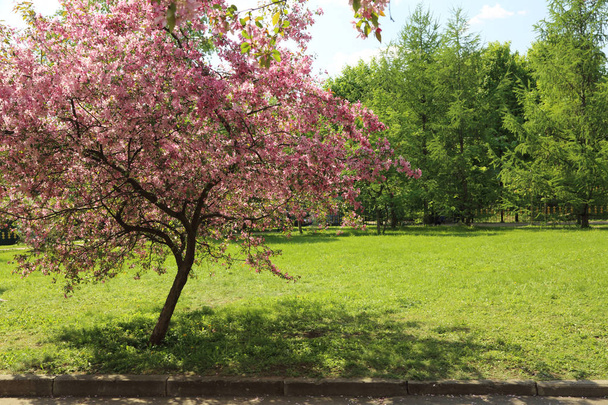 晴れた春の日、ロシア連邦モスクワにある公園で花ピンクのりんごの木の美しい屋外画像。選択したフォーカス. - 写真・画像