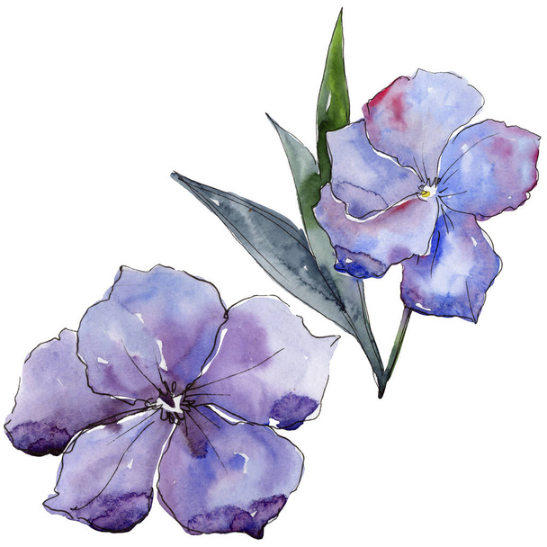 Violet flax. Floral botanical flower. Wild spring leaf wildflower isolated. - Foto, afbeelding