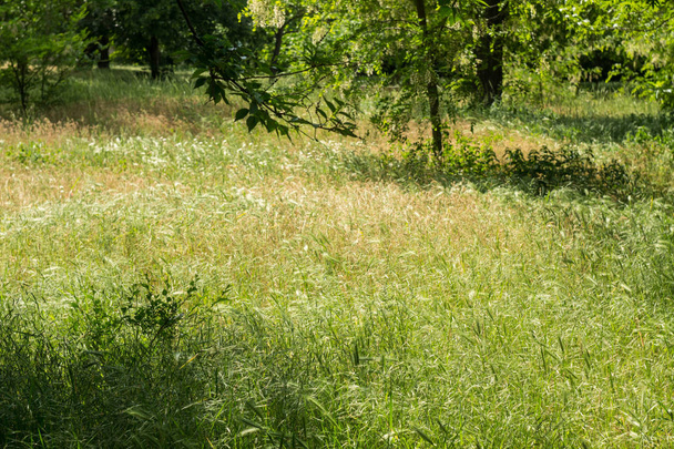 Green grass macro close up. Background of green grass stems. - Valokuva, kuva