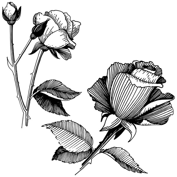 Vector roses. Floral botanical flower. Wild spring leaf wildflower isolated. - Vektori, kuva
